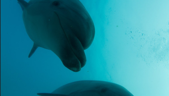 Αττικό Ζωολογικό Πάρκο: Τέλος Τα Δελφίνια - Πού Μεταφέρονται