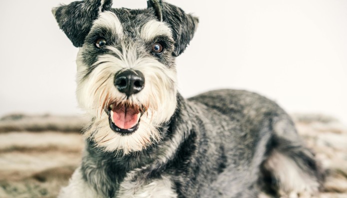 Έπνιξε Τον Σκύλο Της Στην Τουαλέτα Αεροδρομίου