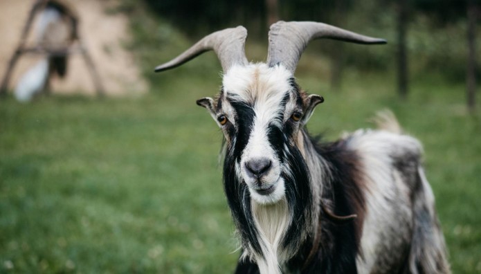 Ινδία: Αυτοκίνητο Έπεσε Σε Ποτάμι Μεταφέροντας Κατσίκα