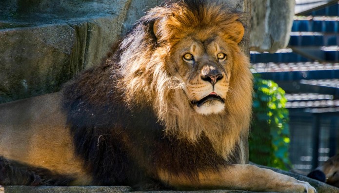 Λιοντάρι Κατασπάραξε 14χρονο Κορίτσι Στην Κένυα