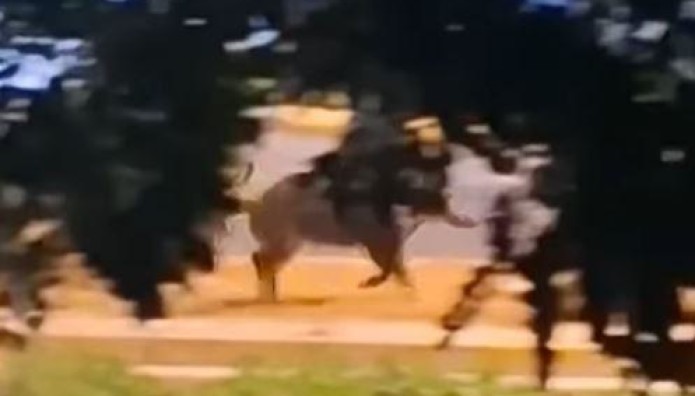 Ραφήνα: Αγριογούρουνο Τρέχει Στη Μέση Του Δρόμου