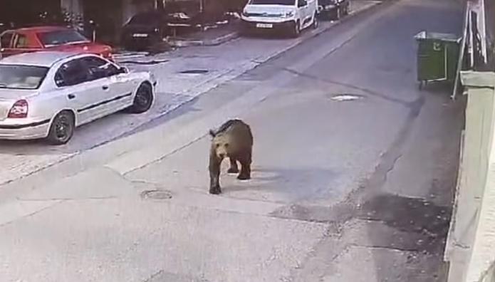 Γρεβενά: Αρκούδα Έκοβε Βόλτες Στην Πόλη