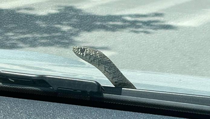 Βόλος: Φίδι «Ξεπρόβαλε» Από Το Παρμπρίζ Εν Κινήσει