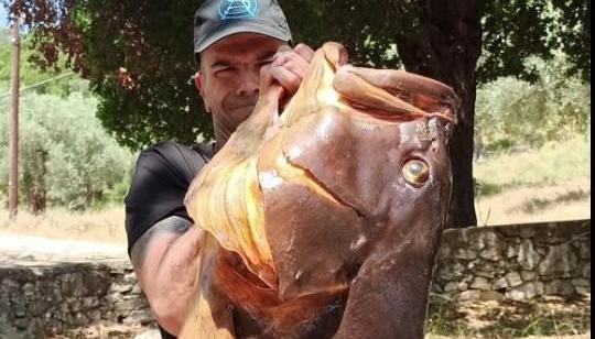 Βόλος: Έβγαλε Ροφό 72 Κιλών