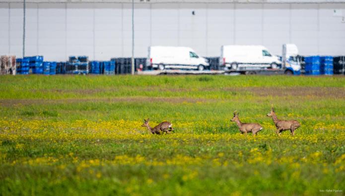 VW: Όταν η φύση συμβιώνει με τη βιομηχανία