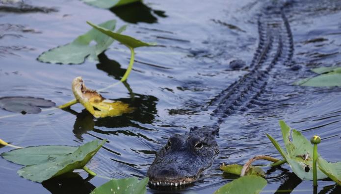 Τραμπ: Φτιάχνει Φυλακή Με Αλιγάτορες Για Μετανάστες