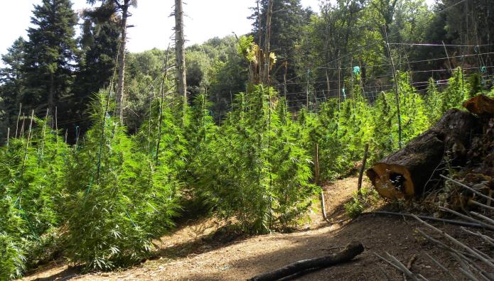 Σπάρτη: Εντοπίστηκε φυτεία κάνναβης
