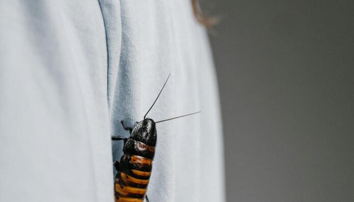 Έβαλε Φωτιά Στο Σπίτι Της Προσπαθώντας Να Σκοτώσει Κατσαρίδα