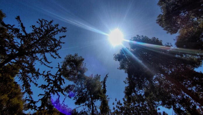 ήλιος δέντρα