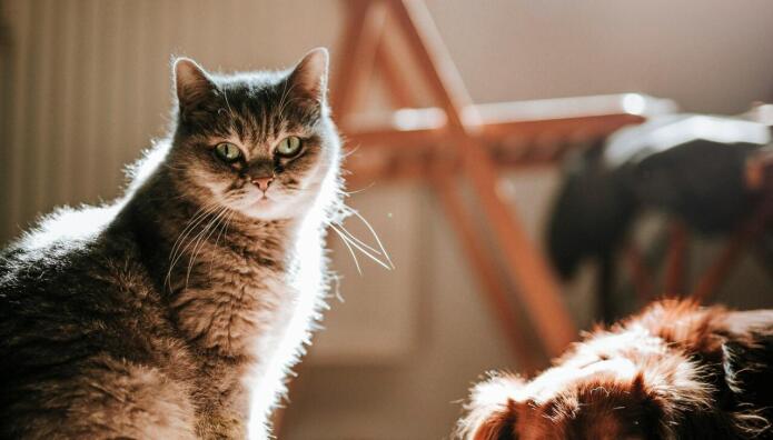 Νέοι Κανόνες Συνθηκών Διαβίωσης Σκύλων Και Γατών