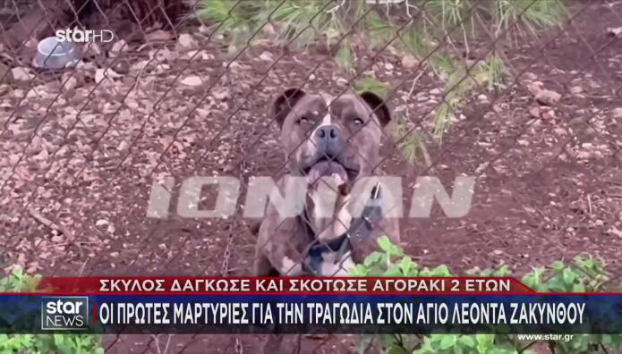 Ζάκυνθος: Αδέσποτο σκυλί που μάζεψαν στο σπίτι τους σκότωσε το αγοράκι