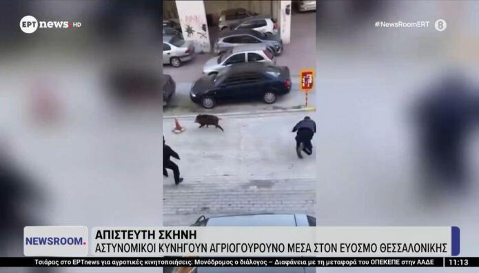 Εύοσμος: Αστυνομικοί Κυνηγούσαν Αγριογόρουνο