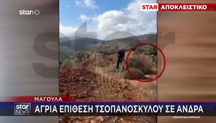 Mαγούλα: Bίντεο Με Τσοπανόσκυλο Να Επιτίθεται Σε Άνδρα