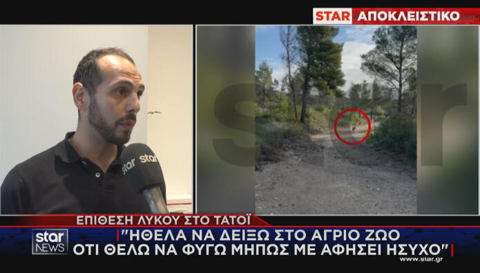 Τατόι λύκος