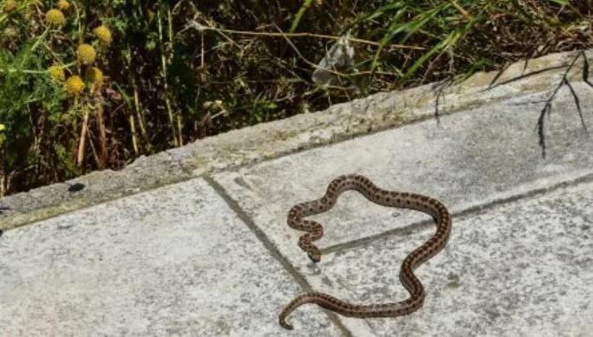 Σύρος: Οχιά Δάγκωσε 13χρονο