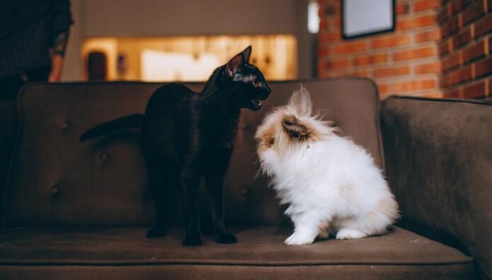 σκύλος γάτα