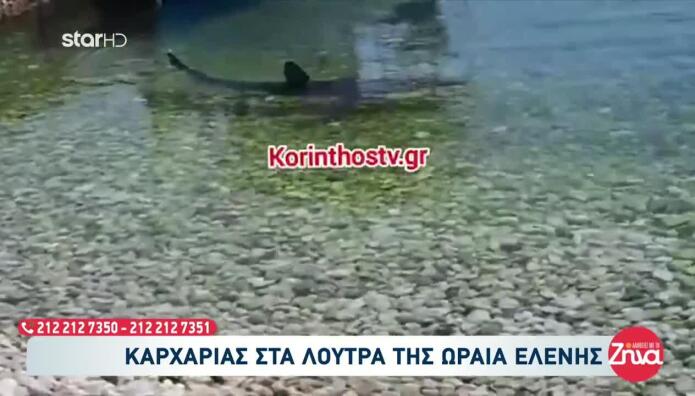Καρχαρίες Ελλάδα: Ποια Είδη Υπάρχουν Και Πού Εμφανίζονται
