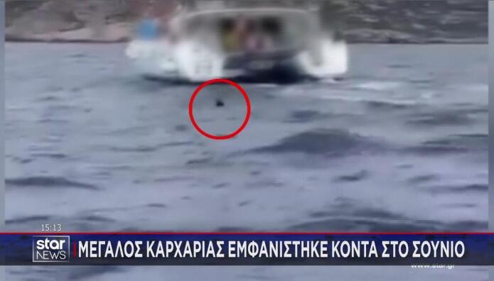 καρχαρίας Ανάβυσσος