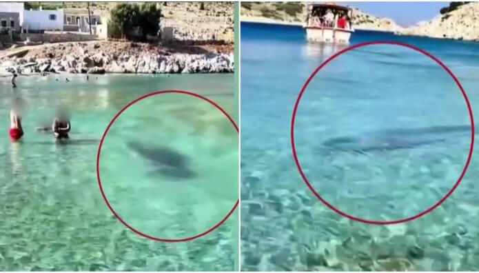 Σύμη: Φώκια κολυμπούσε κοντά στην ακτή ανάμεσα στους λουόμενους