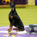 Westminster Dog Show: Το Ντόμπερμαν Πένι Κέρδισε Το Βραβείο!