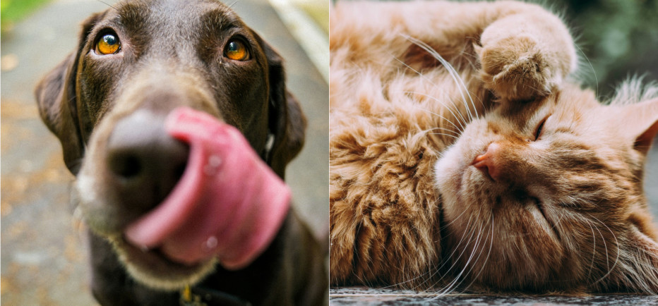 Αδέσποτα ζώα: Από πού μπορώ να υιοθετήσω ένα αδέσποτο ζωάκι;