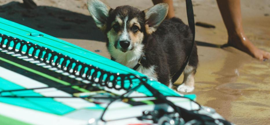 Πώς να γυμναστείτε παρέα με τον σκύλο σας!