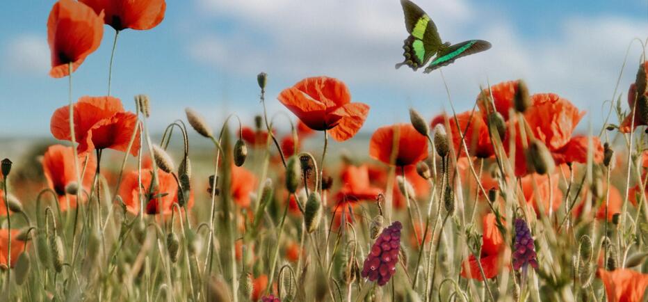 Εαρινή Ισημερία 2026: Πότε μπαίνει η άνοιξη