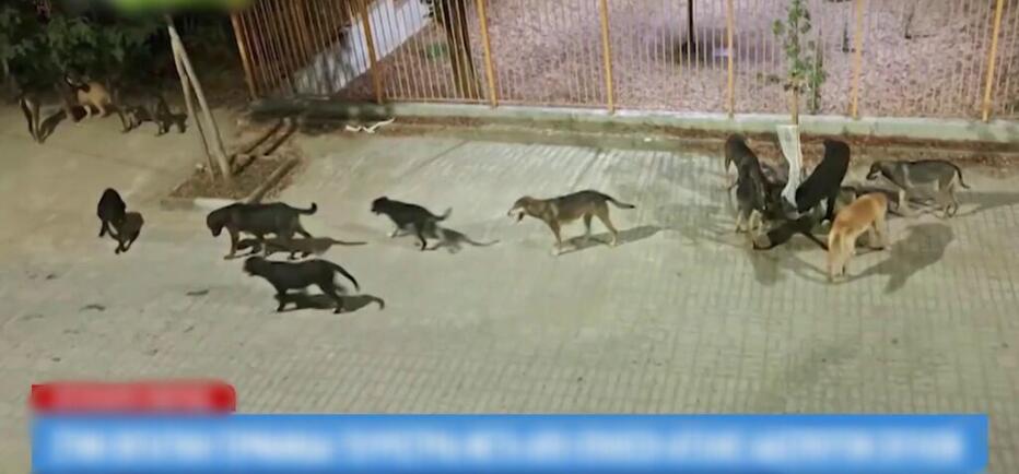 Λιτόχωρο: Aγέλη σκύλων επιτέθηκε σε τουρίστρια - Στη ΜΕΘ η 60χρονη