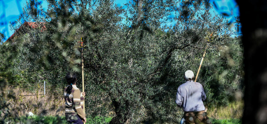 Ελαιοκομικό Μητρώο: Βήμα – βήμα η διαδικασία για δήλωση των ελαιόδεντρων