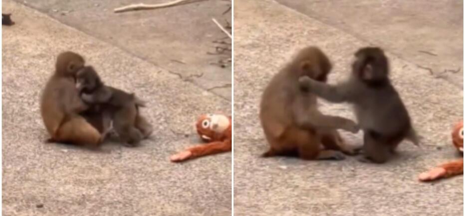 Ο viral πίθηκος Punch βρήκε τον έρωτα - Βίντεο αγκαλιά με την αγαπημένη του