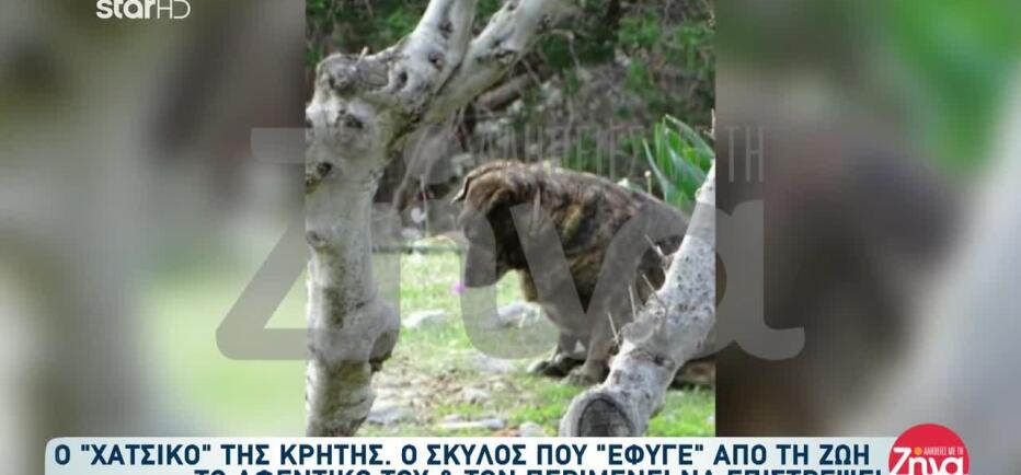 Χάτσικο της Κρήτης: Περιμένει Τον Κηδεμόνα Της Που Πέθανε