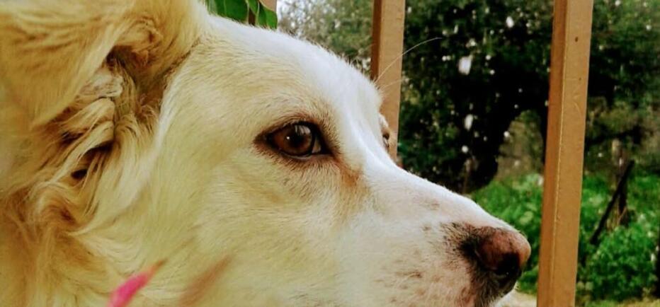 Η Σπίθα μου: Μια αγάπη χωρίς όρους και όρια!