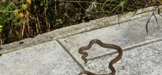 Σύρος: Οχιά δάγκωσε 13χρονο - Νοσηλεύεται σε σοβαρή κατάσταση