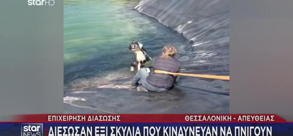 Κατερίνη: Έξι σκυλιά εγκλωβίστηκαν σε ταμιευτήρα άρδευσης