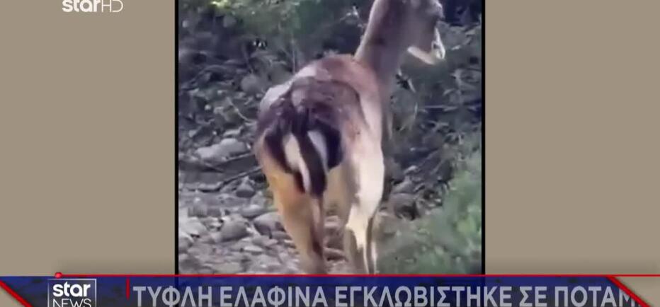 Ρόδος: Συγκινητική διάσωση τυφλής ελαφίνας