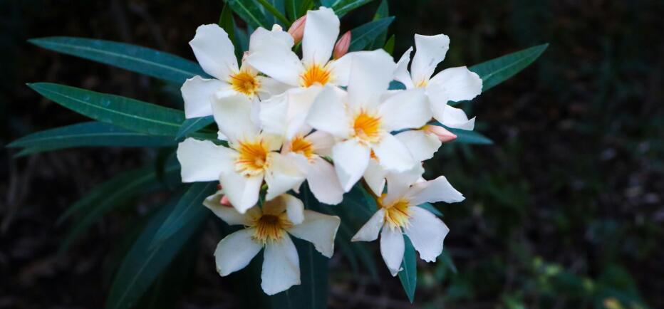 Πικροδάφνη: Οι κίνδυνοι δηλητηρίασης για τα παιδιά - Τι συστήνει ο ΕΟΔΥ