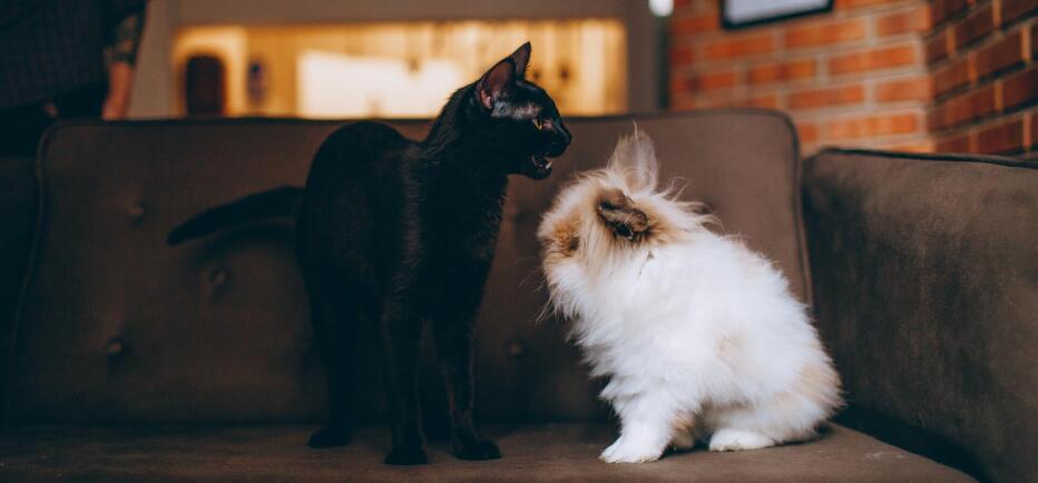 Νέοι κανόνες για τα ζώα συντροφιάς που ταξιδεύουν στην EE