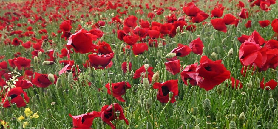 «Κλείδωσε» ο καιρός της Πρωτομαγιάς - «Φθινοπωρινή παρένθεση» με κρύο