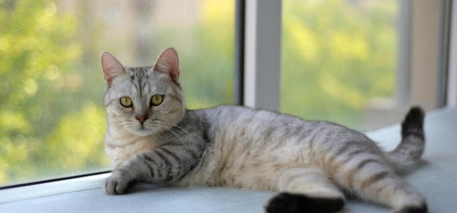 Cat Festival 2026: Δεκάδες γάτες βρήκαν το «παντοτινό τους σπίτι»