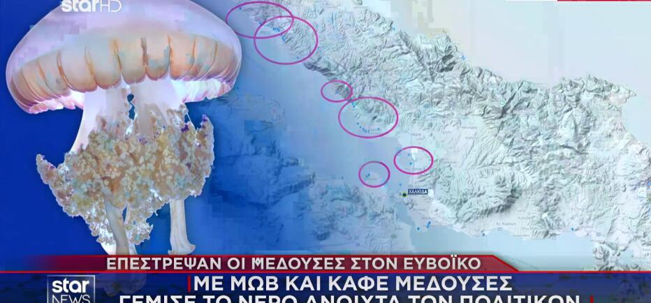 Μέδουσες: Eπανεμφανίστηκαν στις ελληνικές θάλασσες- «Στρατιές» στον Ευβοϊκό