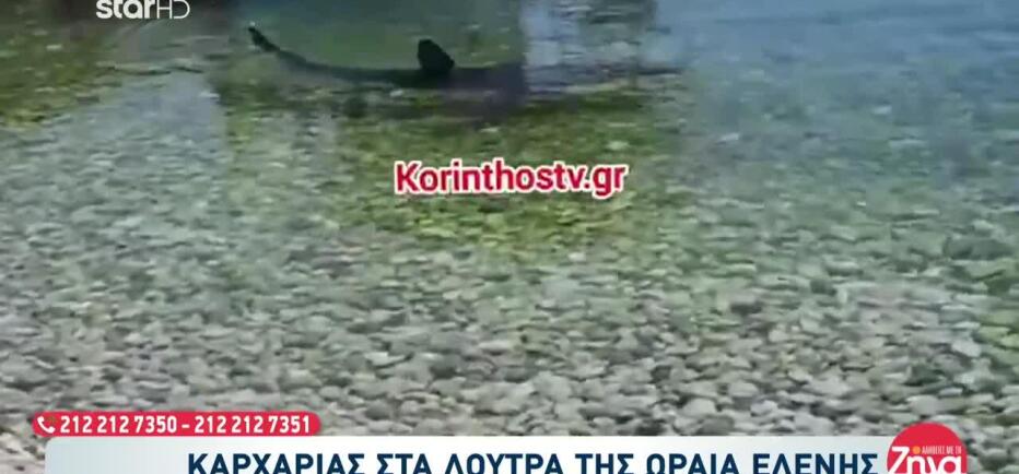 Καρχαρίες στην Ελλάδα: Ποια είδη υπάρχουν και πού εμφανίζονται πιο συχνά