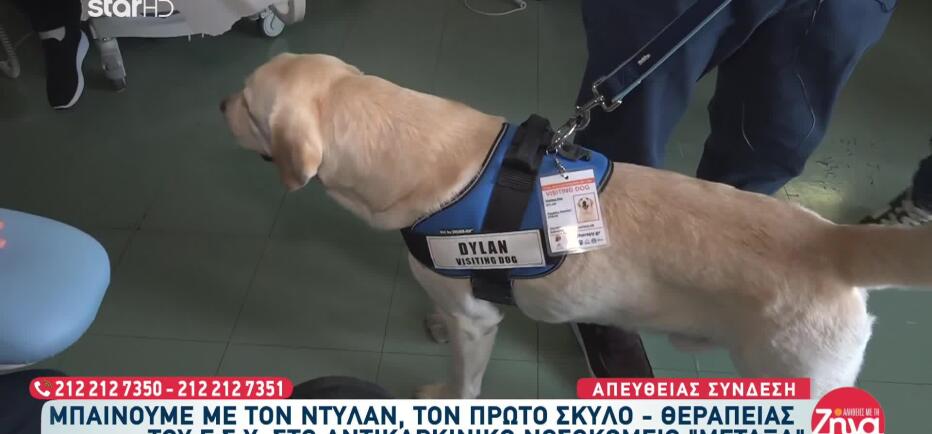 Ντίλαν: Ο πρώτος σκύλος θεραπείας επί τω έργω
