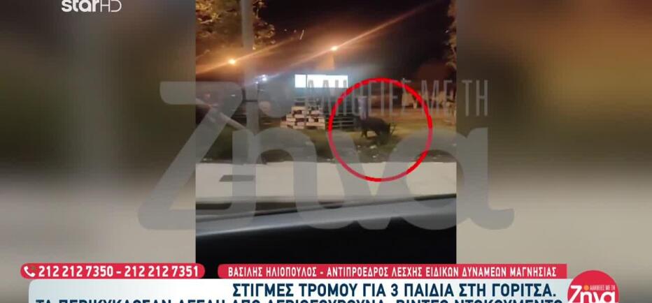 Αγριογούρουνα περικύκλωσαν τρία παιδιά στη Γορίτσα