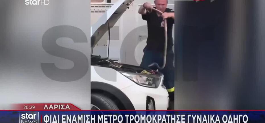 Λάρισα: Φίδι Ενάμιση Μέτρου Τρομοκράτησε Γυναίκα Οδηγό