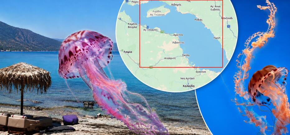 Πού υπάρχουν μωβ μέδουσες: Δείτε τον χάρτη με τις περιοχές που εντοπίζονται