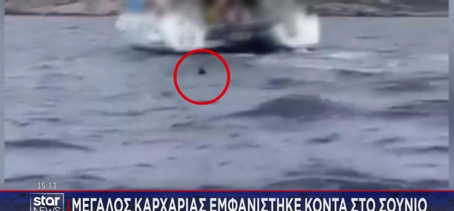 Αναστάτωση από το βίντεο με καρχαρία μήκους 3 μέτρων σε Ανάβυσσο και Σούνιο