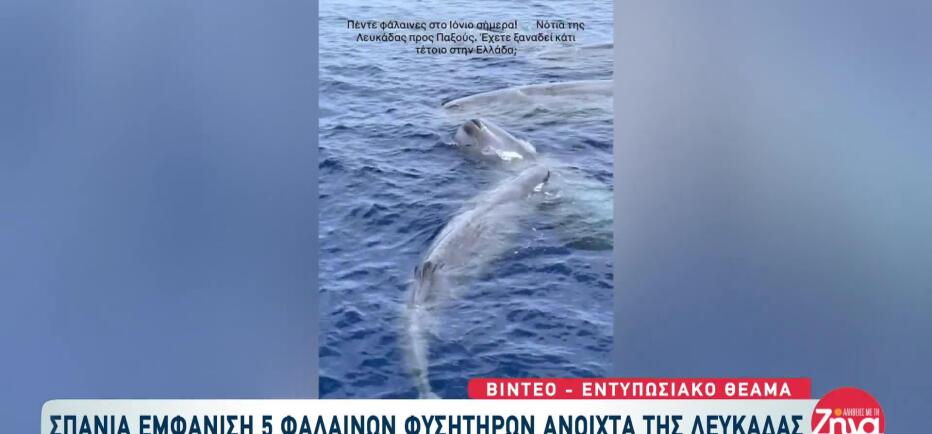 Σπάνια Εμφάνιση Φαλαινών Ανοιχτά Της Λευκάδας