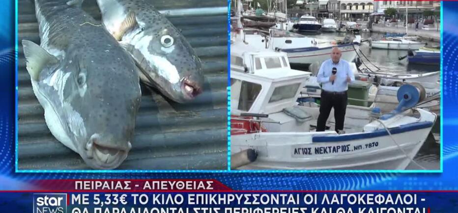 Λαγοκέφαλος: Επικηρύχθηκε με 5,33 ευρώ το κιλό - Σε ποιες περιοχές
