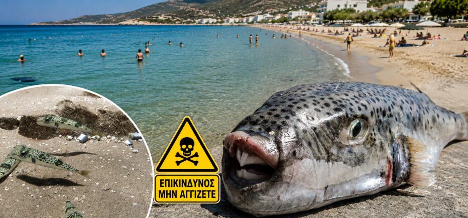 Λαγοκέφαλος: Σε ποιες περιοχές βρίσκεται και τι κάνουμε αν μας δαγκώσει