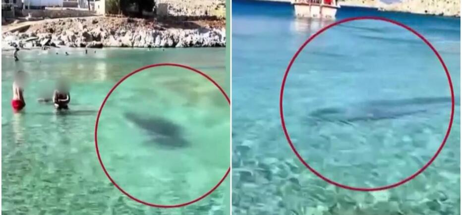 Σύμη: Φώκια κολυμπούσε κοντά στην ακτή δίπλα στους λουόμενους